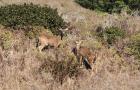 Point Reyes Deer